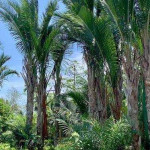 Sagu dan Logistik Kepulauan: Jalan Strategis Ketahanan Pangan Indonesia